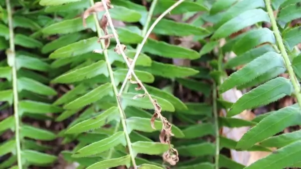 christmas fern