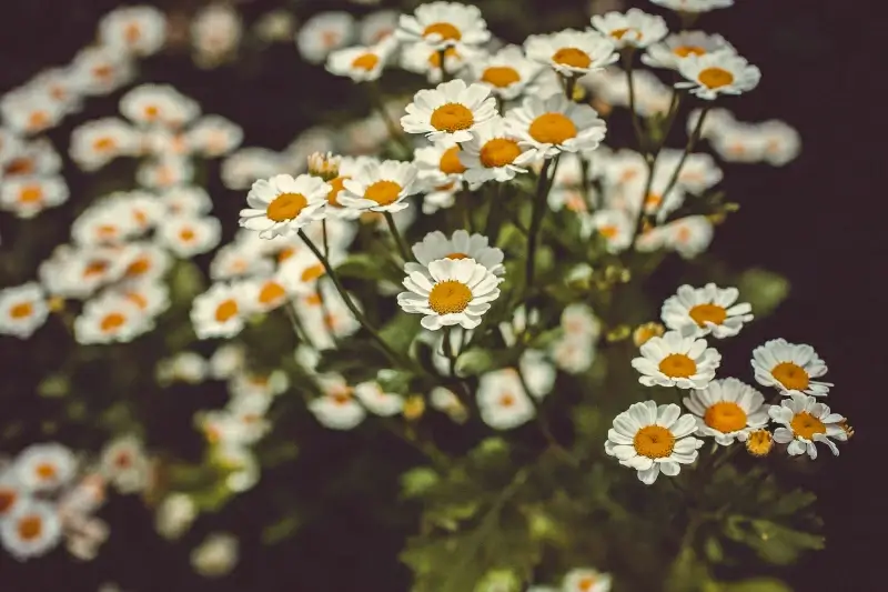 chrysanthemum blossom picture contrast scene