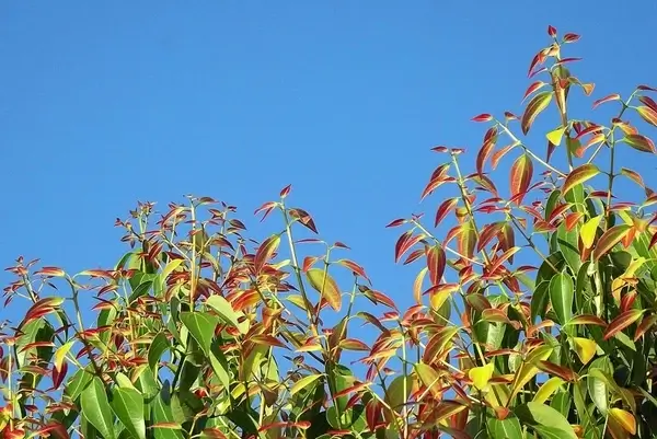 cinnamon leaves plant