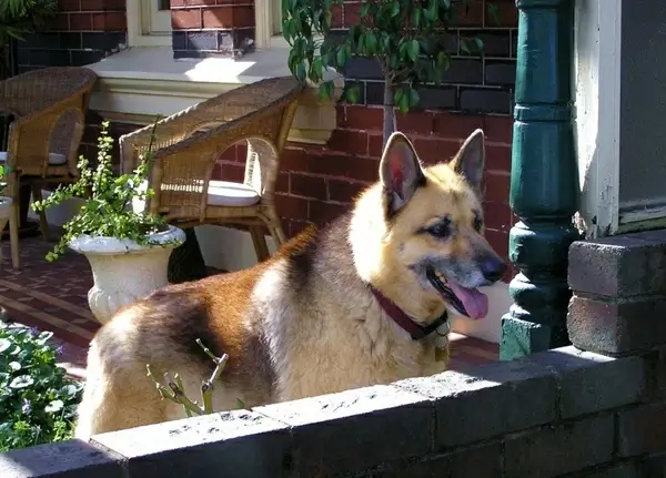 city dog