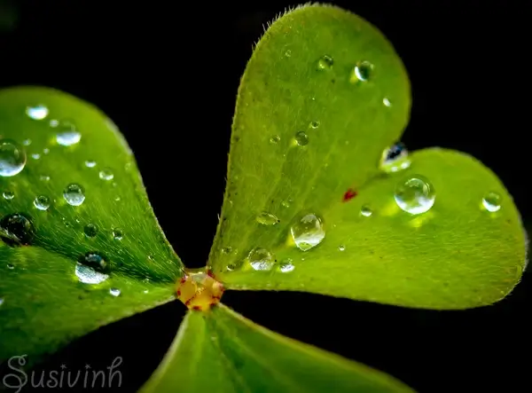 clarity 31365