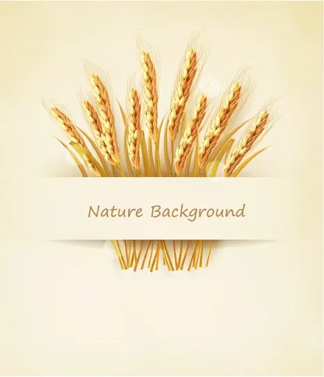 classic gold wheat background vector