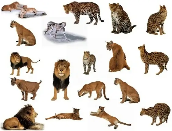 classic lion and leopard animal fig