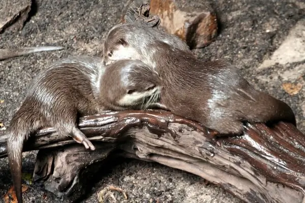 clawed otter