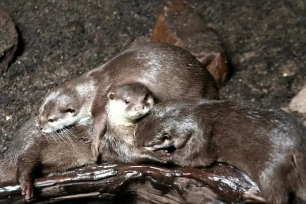 clawed otter
