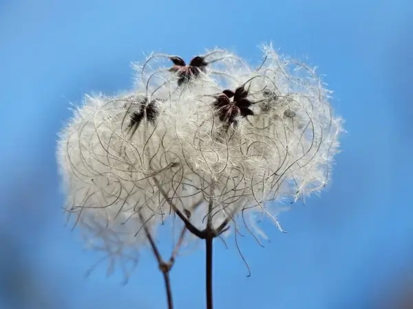 clematis vitalba pods soft