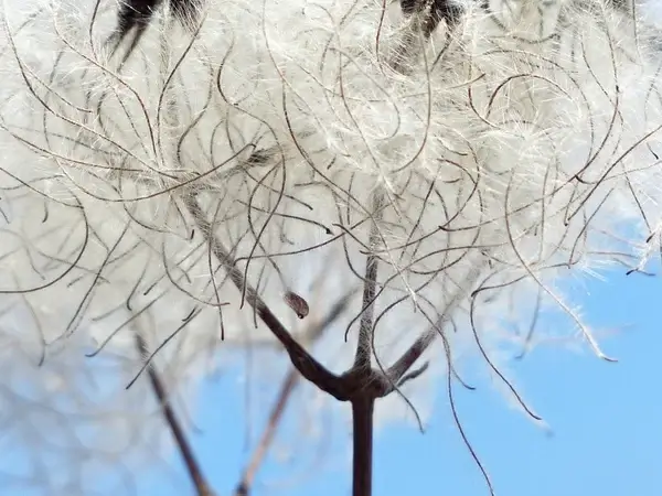 clematis vitalba pods soft
