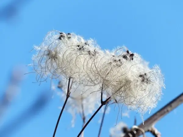 clematis vitalba pods soft