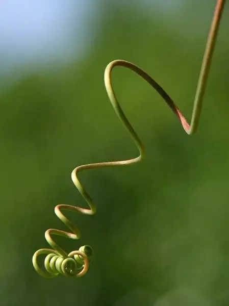 climber creeper ring
