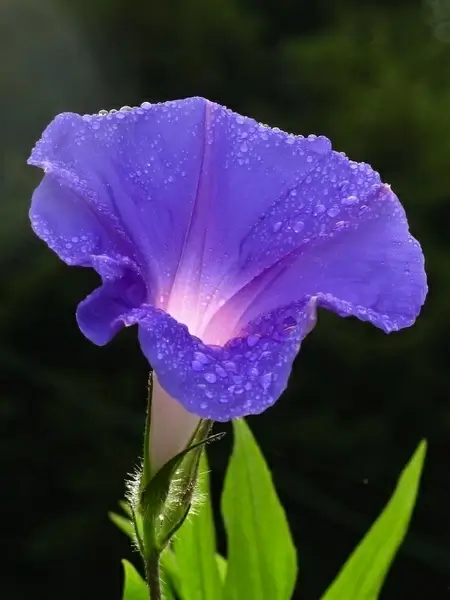 climber morning glory convolvulaceae