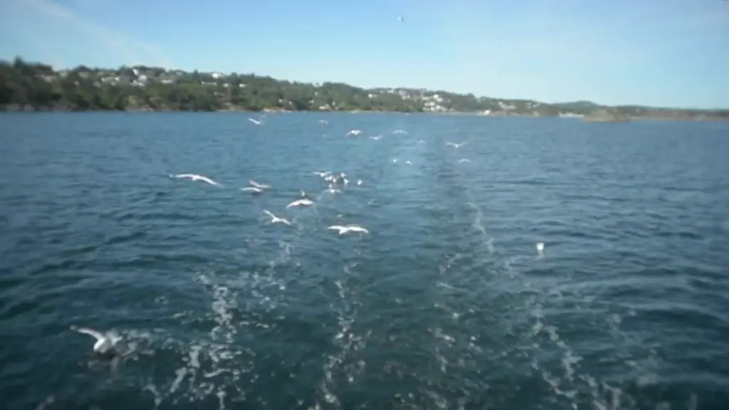 clip of seagull flying on calm sea