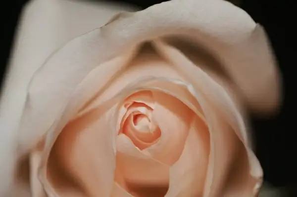 close up flower petal romance rose