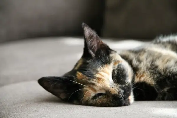 close up of brown cat napping on couch