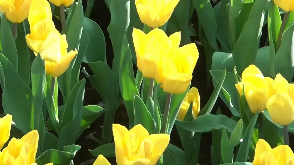 closeup of blooming yellow tulips flowers