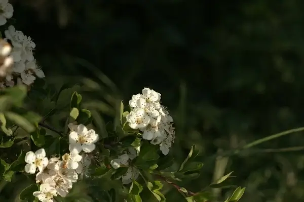 closeup of blossom