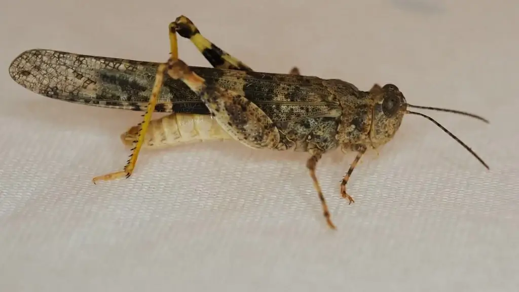 closeup of brown grasshopper crawling indoor