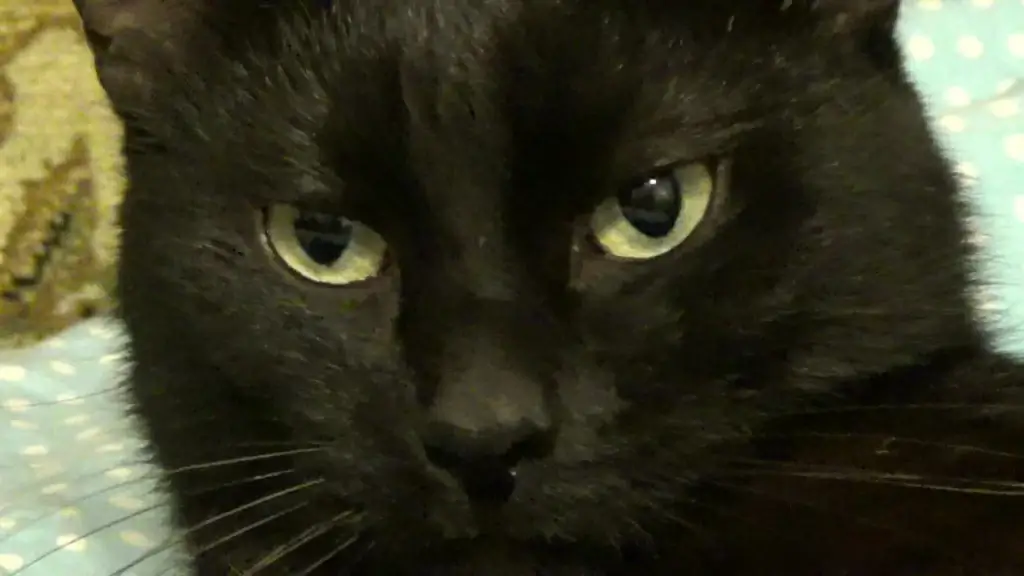 closeup of cute black cat yawning and washing