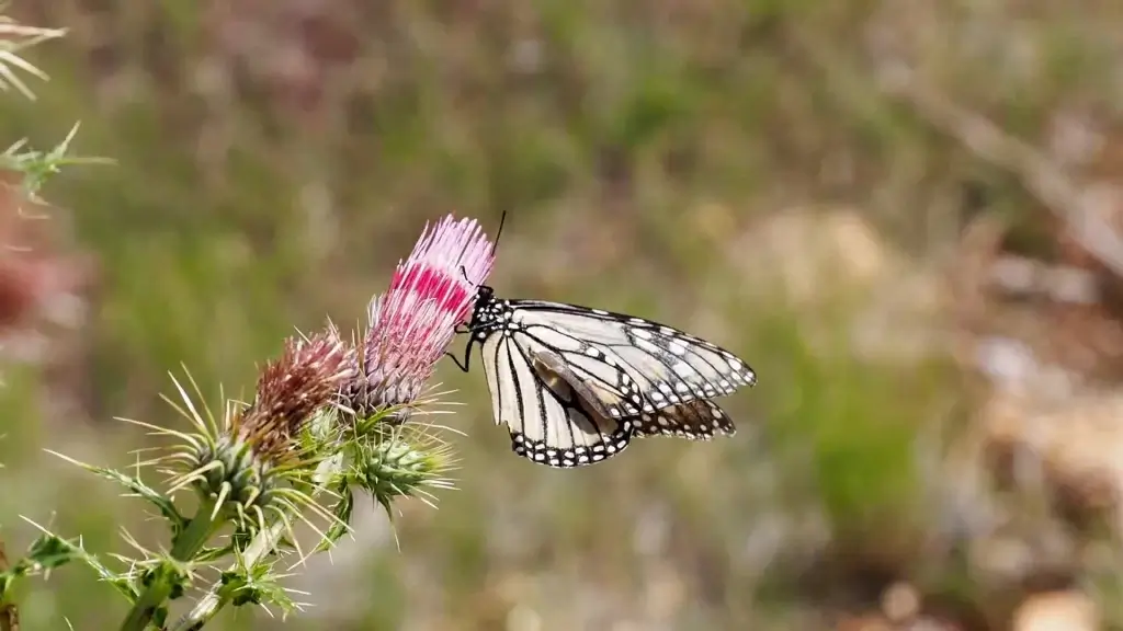 closeup of fragile butterfly on wild flower