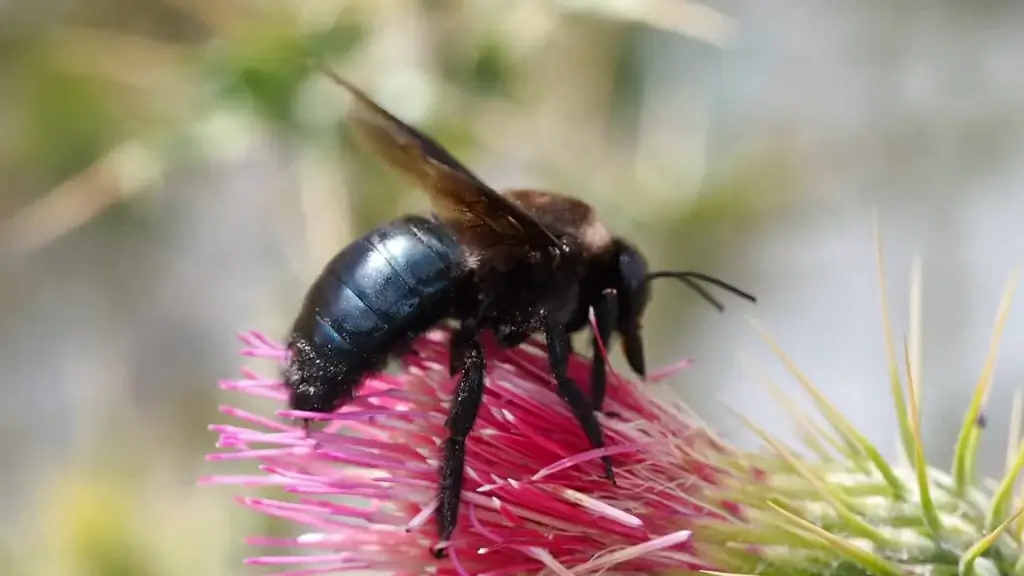 closeup of honey bee on wild flower
