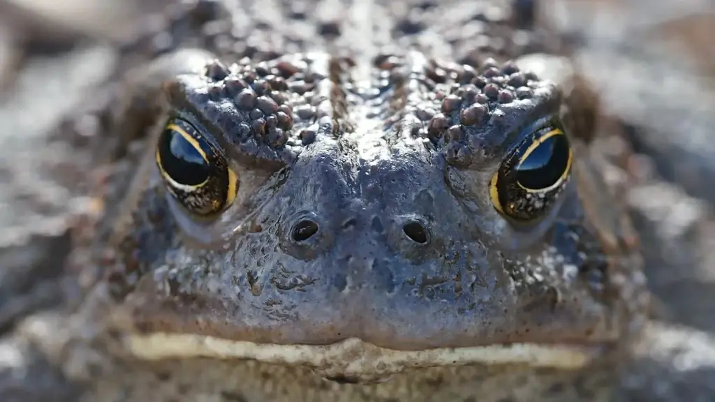 closeup of wild brown toad