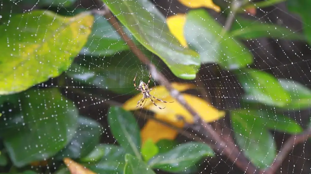 closeup of wild spider on web