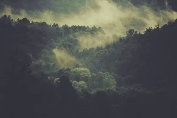 cloud dark fog forest landscape light mist nature