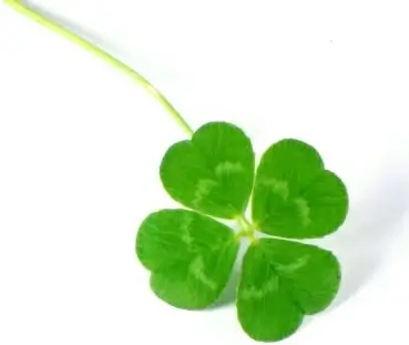 clover picture