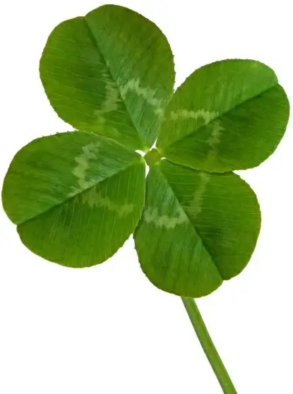 clover picture