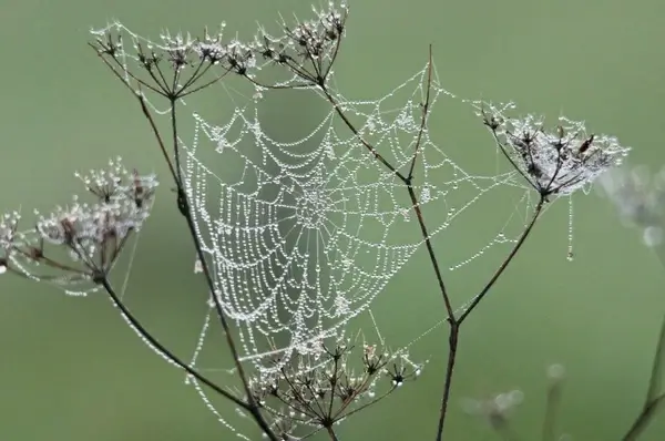 cobweb dew nature