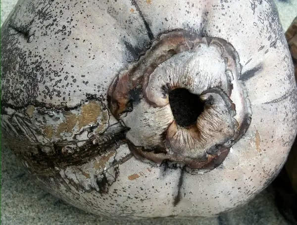 coconut shell
