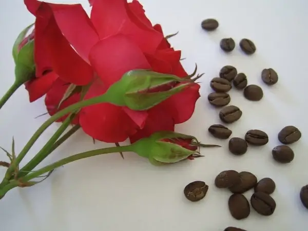 coffe beans and red roses