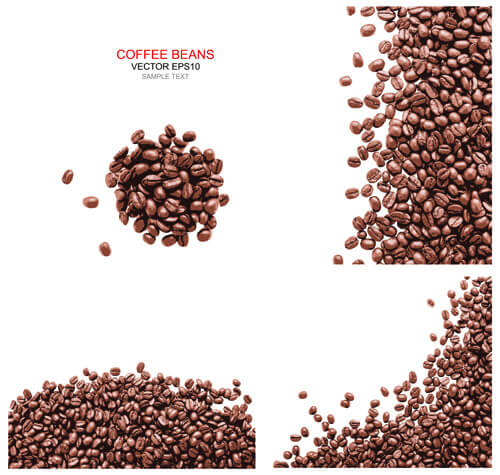 coffee beans with white background vector