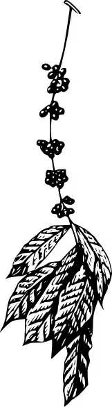 Coffee Plant clip art 