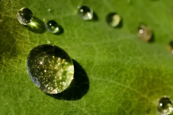cohesive drop of water on a leaf