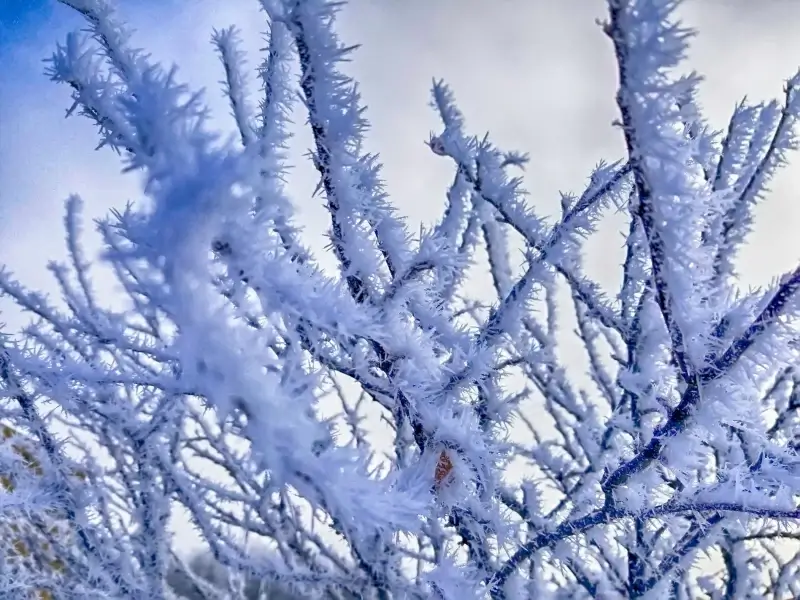cold winter picture frozen tree
