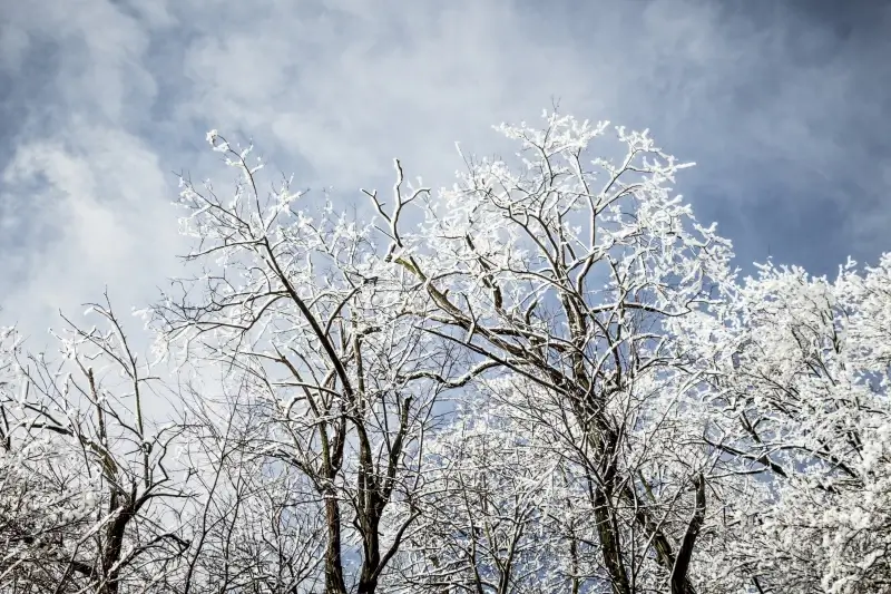 cold winter scenery picture frozen trees sky