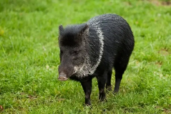 collared peccary