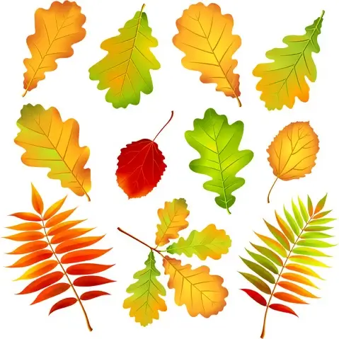 colored leaf vector set