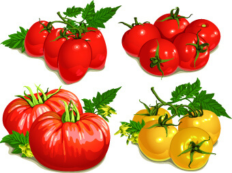 Tomatoes Download Vectors Free Download 480 Editable Ai Eps Svg Cdr