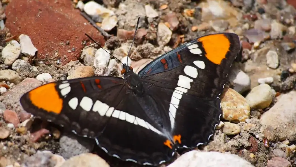 colorful butterfly moving on rocky ground
