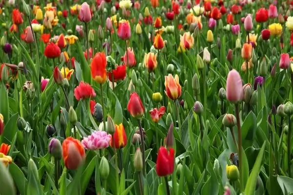 colorful tulip background 