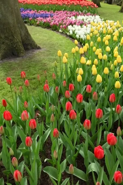 colorful tulips and hyacinths