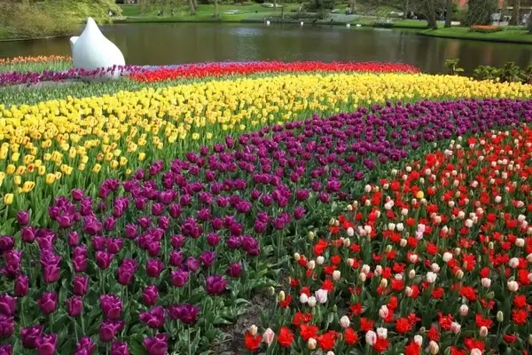 colorful tulips in keukenhof