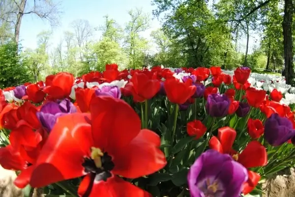 colors of nature