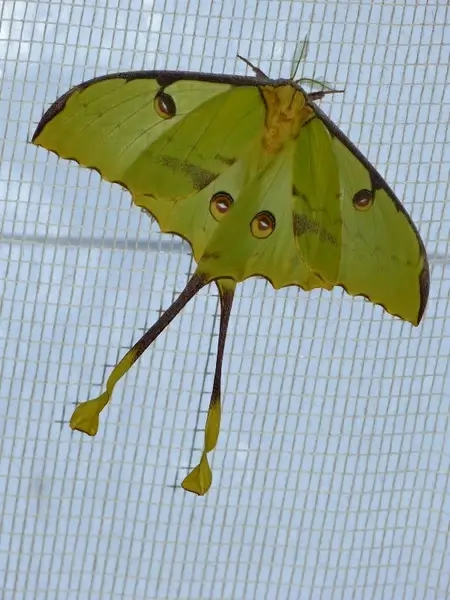 comet moth butterfly large