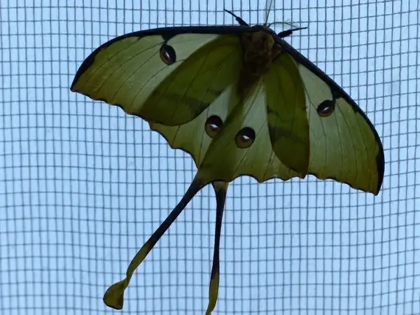 comet moth butterfly large