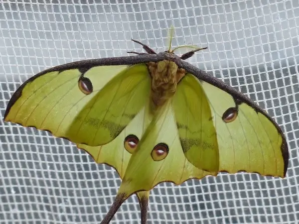 comet moth butterfly large