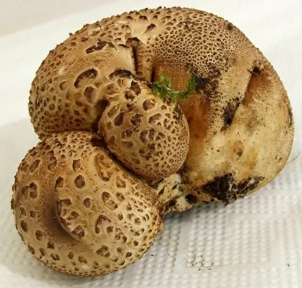common earthball