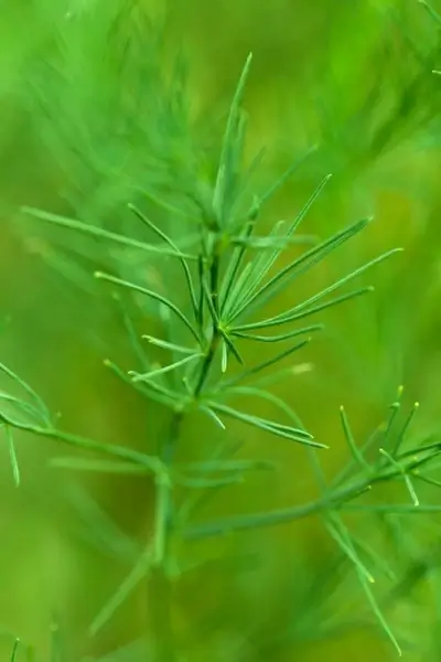 condiment dill food
