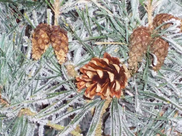 cones on a frozen twig